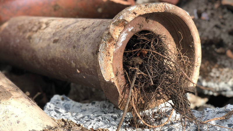 Remove tree roots clogging sewer pipe